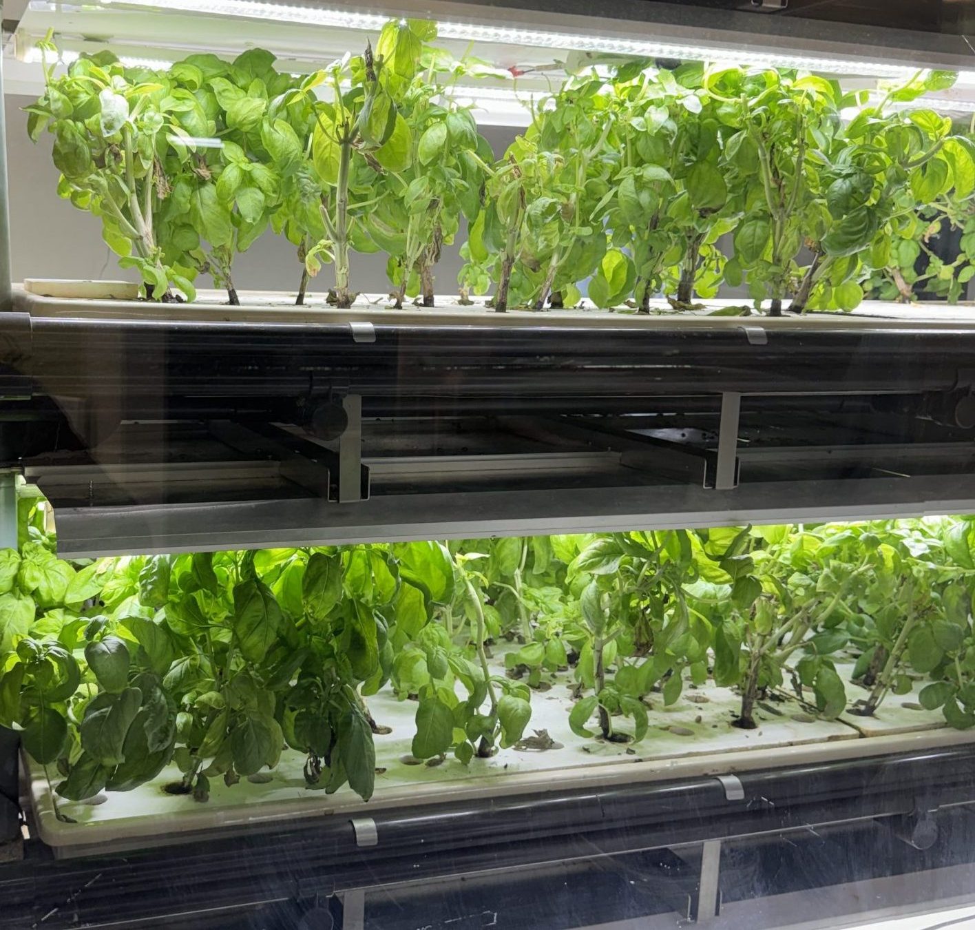 店内　水耕栽培